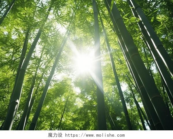 绿色竹林竹子竹叶清新自然风景